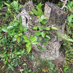 Parsonsia alboflavescens