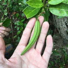 Parsonsia alboflavescens