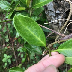 Parsonsia alboflavescens