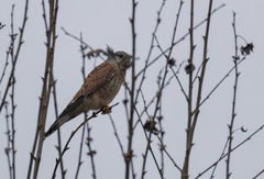 Falco tinnunculus tinnunculus