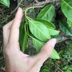 Parsonsia alboflavescens