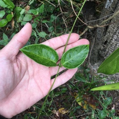 Parsonsia alboflavescens
