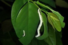 Bastilla