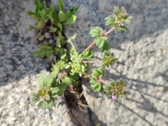 Lamium amplexicaule orientale