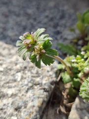 Lamium amplexicaule orientale
