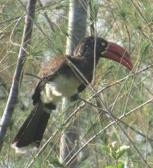 Lophoceros alboterminatus