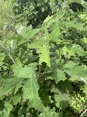 Berkheya bipinnatifida