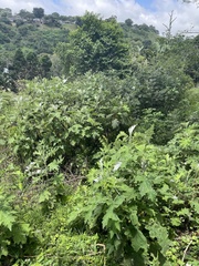 Berkheya bipinnatifida