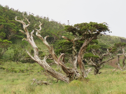 Azores juniper