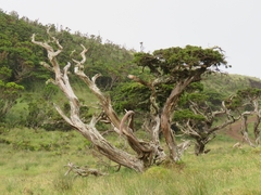 Juniperus brevifolia