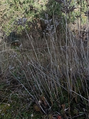Petrosedum sediforme
