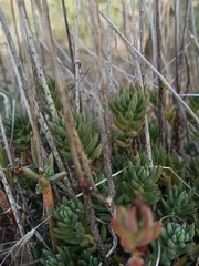Petrosedum sediforme