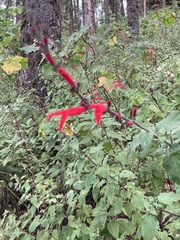 Salvia elegans