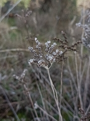 Petrosedum sediforme