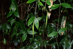 Vincetoxicum silvestre