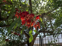 Erythrina crista-galli