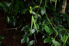 Vincetoxicum silvestre