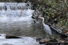 Ardea cinerea