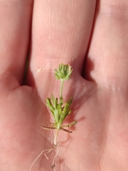 Ceratocephala testiculata