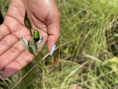 Leucocelis haemorrhoidalis