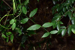 Vincetoxicum silvestre