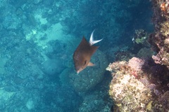 Acanthochromis polyacanthus