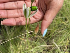 Leucocelis haemorrhoidalis