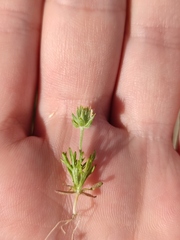 Ceratocephala testiculata