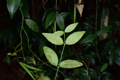 Vincetoxicum silvestre