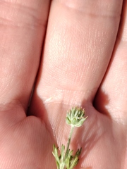 Ceratocephala testiculata