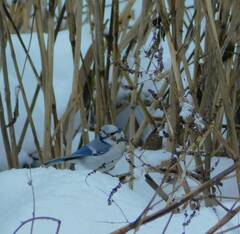 Cyanistes caeruleus × cyanus