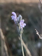 Lavandula latifolia