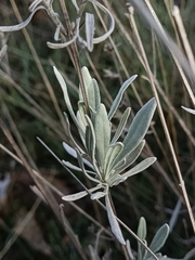 Lavandula latifolia