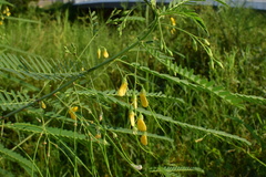 Sesbania cannabina