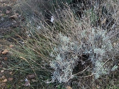 Lavandula latifolia