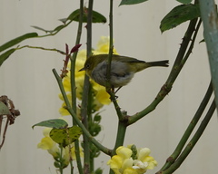 Zosterops lateralis chloronotus