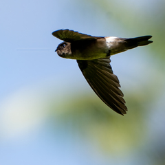 Aerodramus spodiopygius