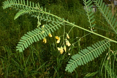 Sesbania cannabina