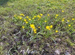 Tulipa sylvestris australis