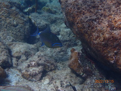 Balistes vetula