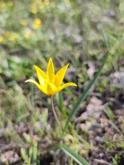 Tulipa sylvestris australis
