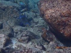 Balistes vetula