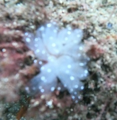 Polycitor giganteus