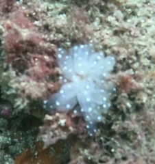 Polycitor giganteus