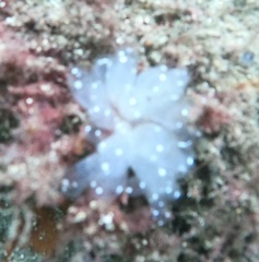 Polycitor giganteus