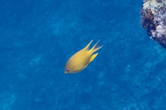 Amblyglyphidodon aureus