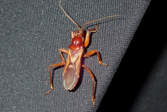 Eidmannia guyanensis