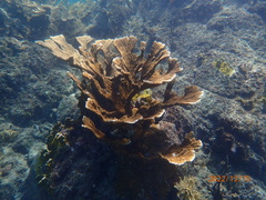 Acropora palmata