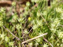 Ceratocephala testiculata
