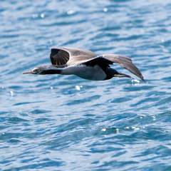 Phalacrocorax punctatus